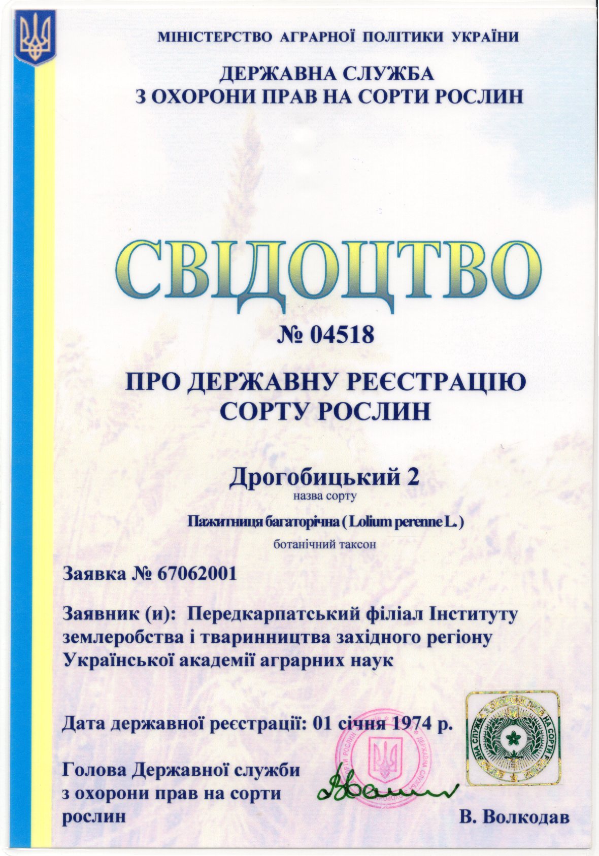 Пажитниця багаторічна Сорт дрогобицький 2