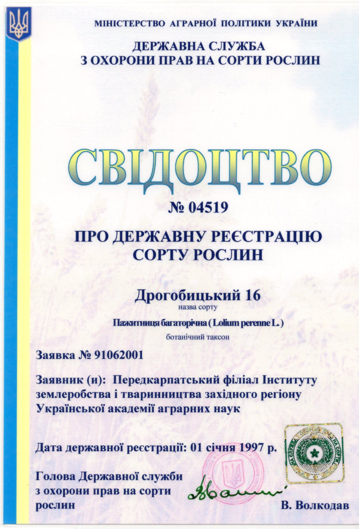 Пажитниця багаторічна СОРТ ДРОГОБИЦЬКИЙ 16