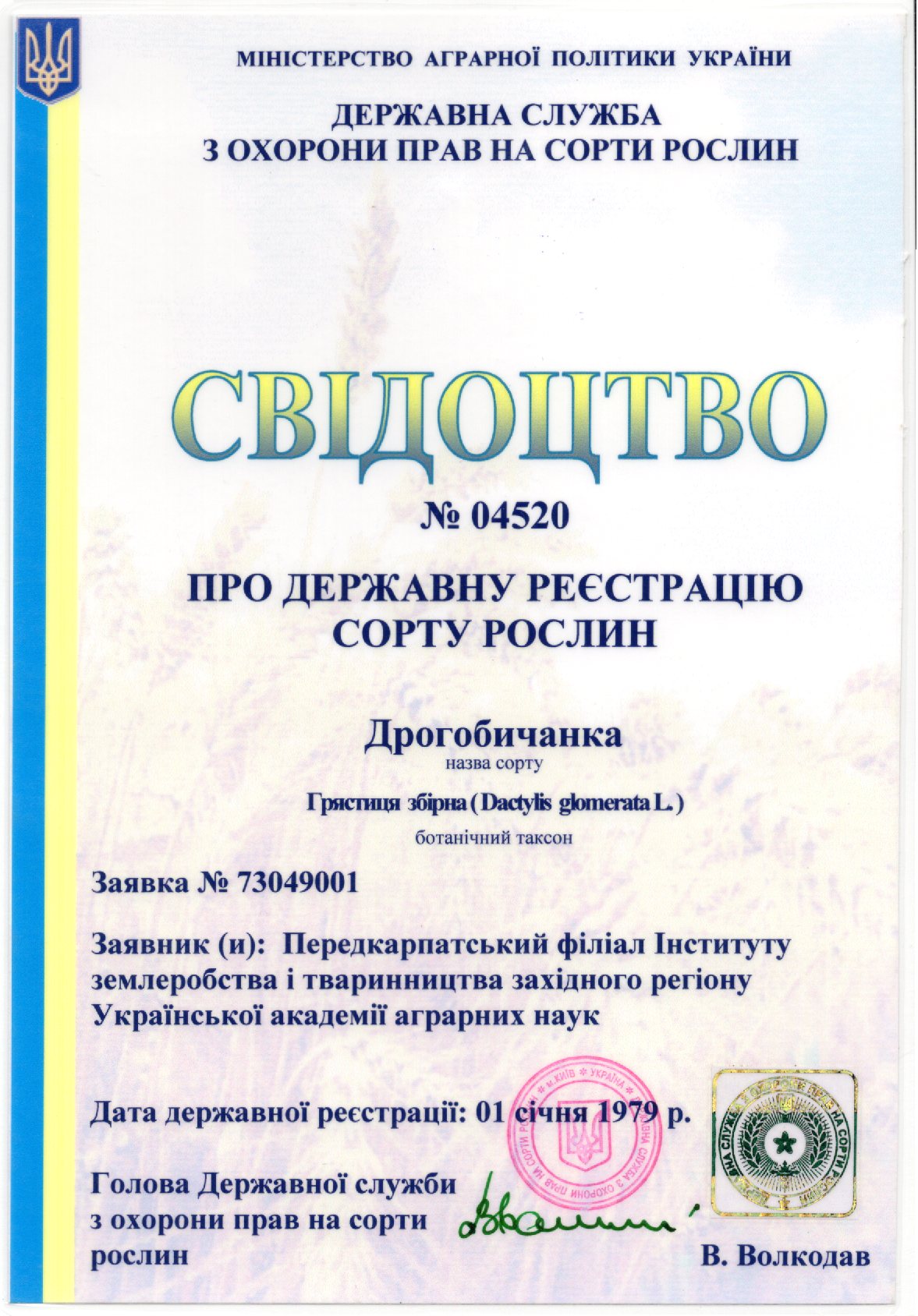 Грястиця дрібна СОРТ ДРОГОБИЧАНКА
