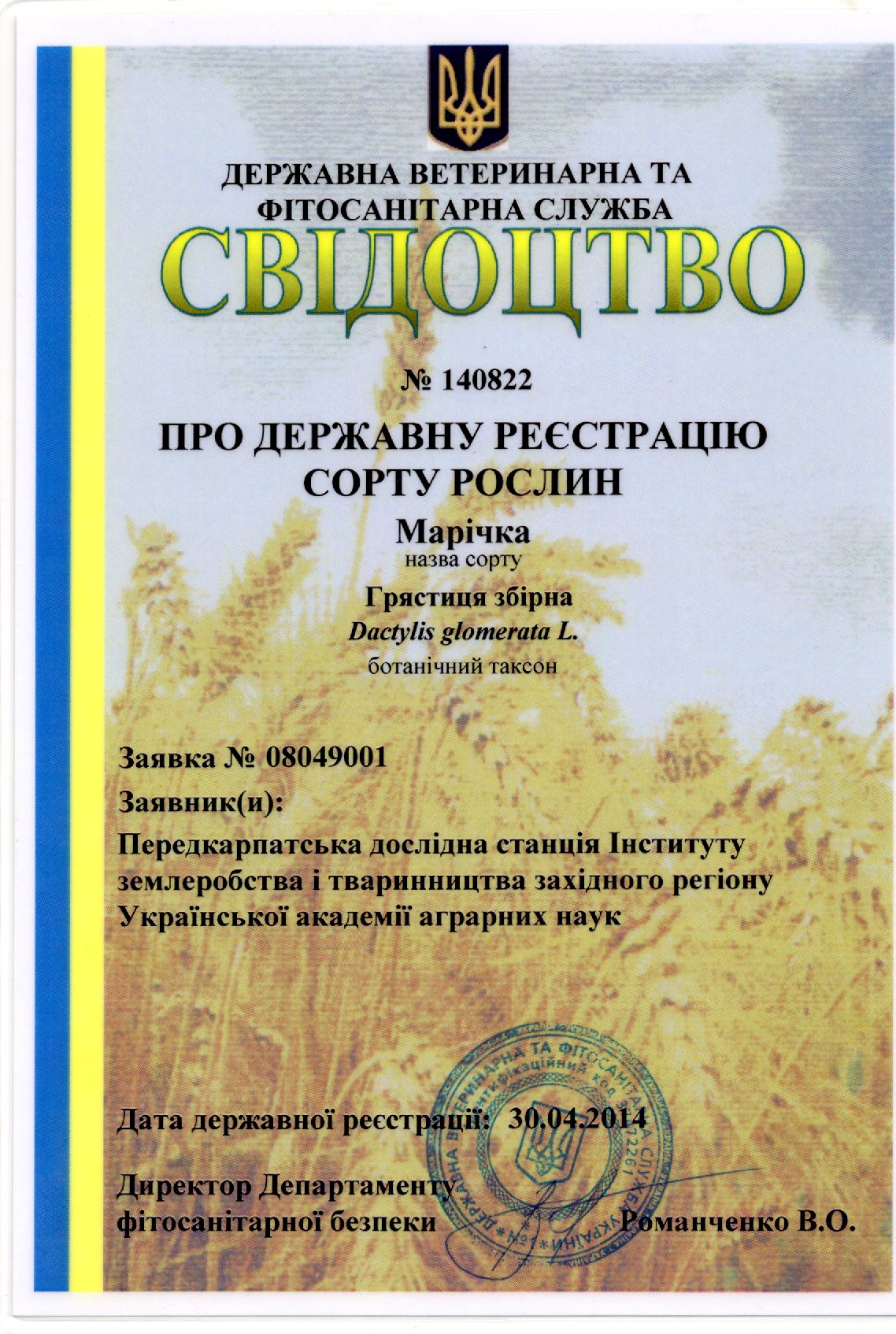Грястиця збірна Сорт МАРІЧКА
