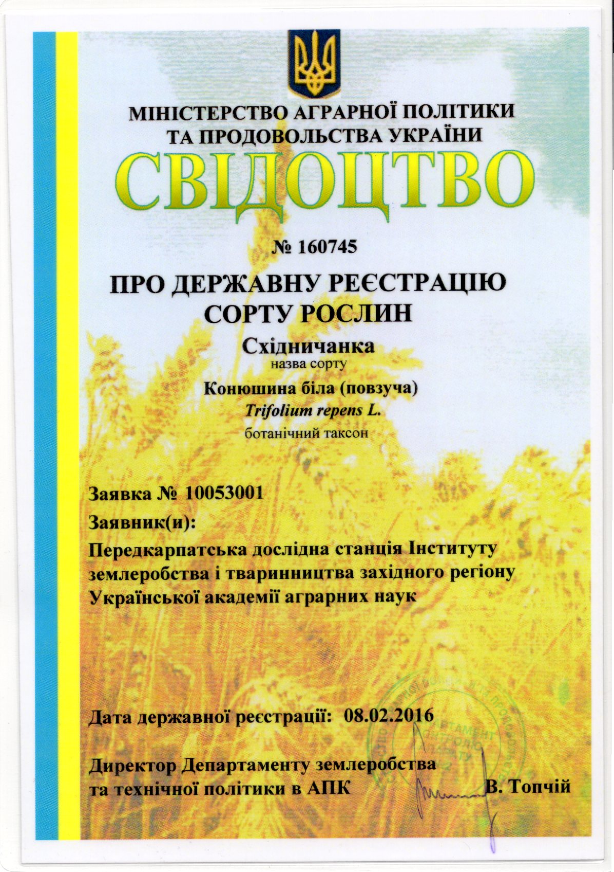 Конюшина біла (повзуча ) СОРТ СХІДНИЧАНКА