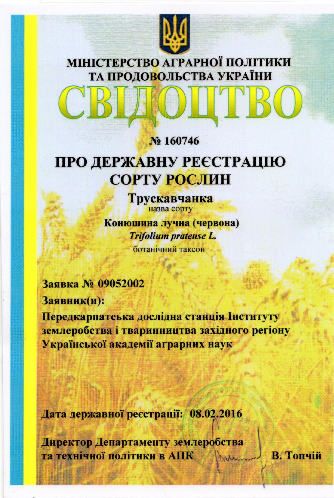 Конюшина лучна (червона) СОРТ ТРУСКАВЧАНКА