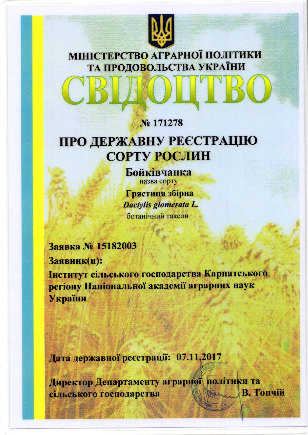 Грястицязбірна Сорт БОЙКІВЧАНКА