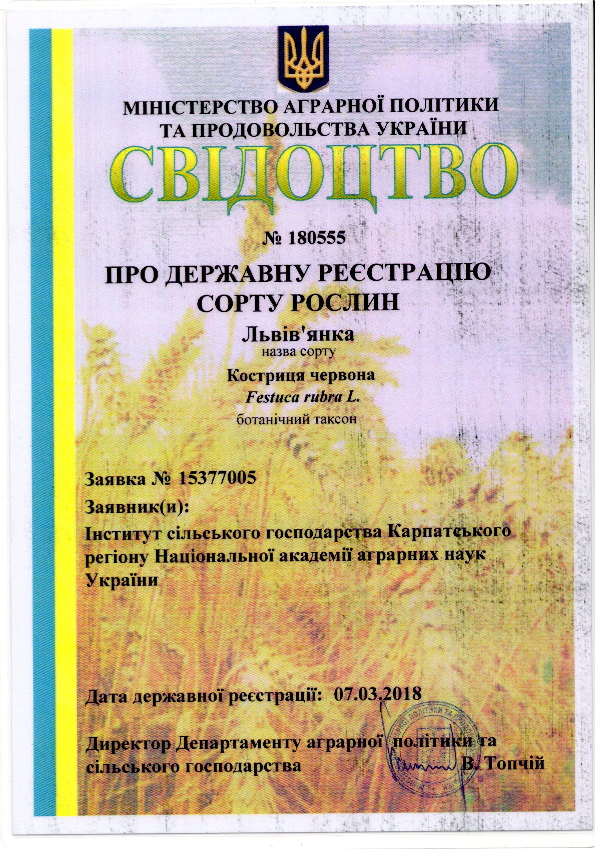 Костриця червона Сорт ЛЬВІВ’ЯНКА