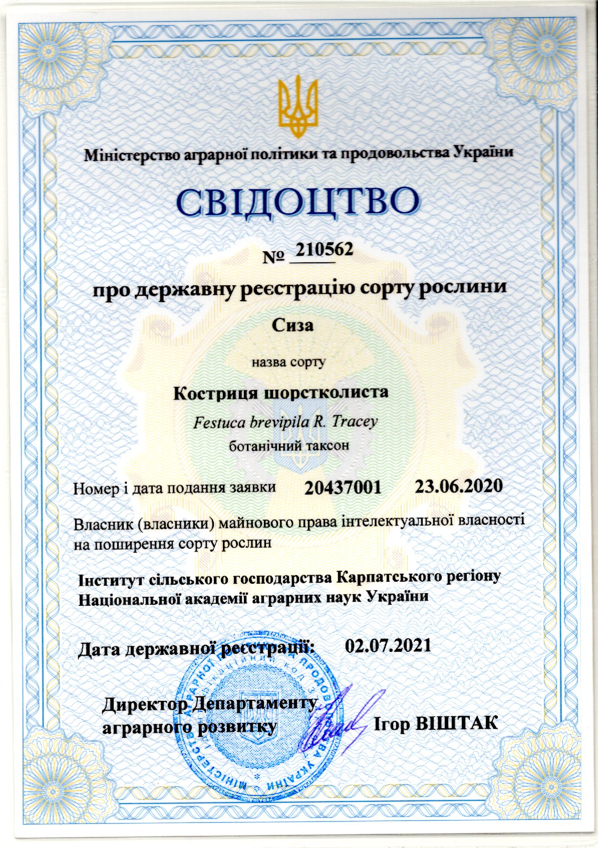 Костриця шорстколиста Сорт СИЗА
