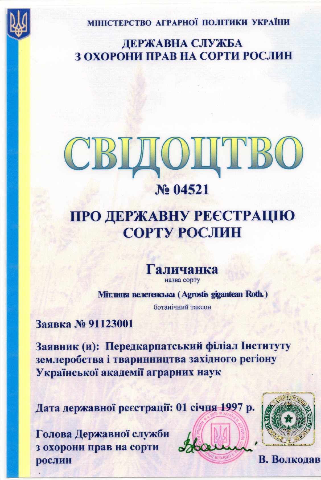 Мітлиця велетенська СОРТ ГАЛИЧАНКА