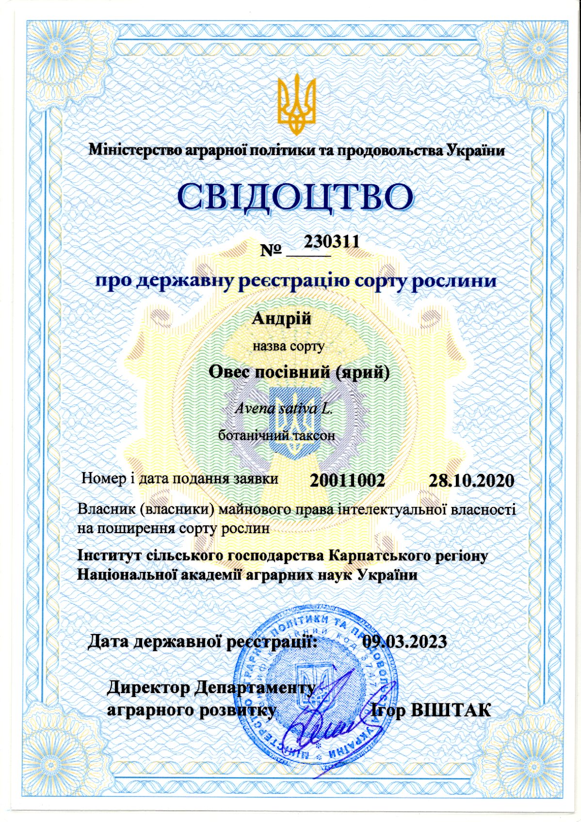 Овес посівний(ярий) Андрій